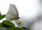 白翅尖粉蝶