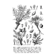 瓶狀棘豆 瓶狀棘豆