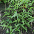 藎草 藎草