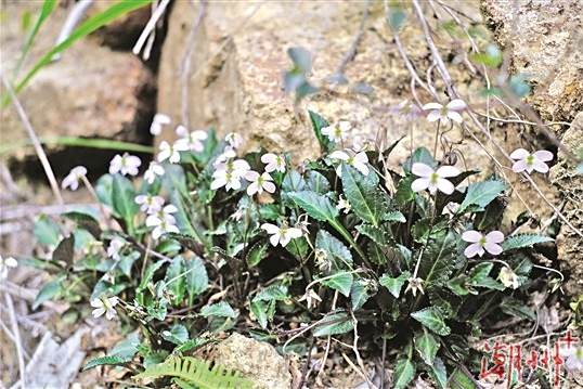 潮州堇菜 潮州堇菜