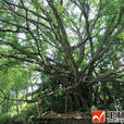 侯山村(廣西省北流市清灣鎮下轄村) 侯山村(廣西省北流市清灣鎮下轄村)