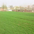 孟莊村(山東省鄆城縣莊集鎮孟莊村) 孟莊村(山東省鄆城縣莊集鎮孟莊村)