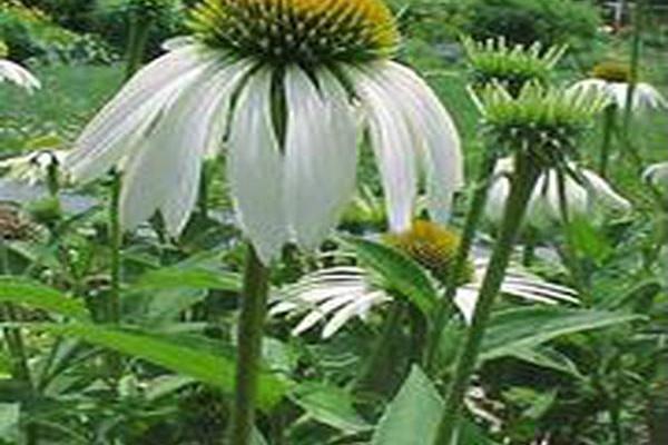 Echinacea purpurea \x27Finale White\x27 Echinacea purpurea \x27Finale White\x27