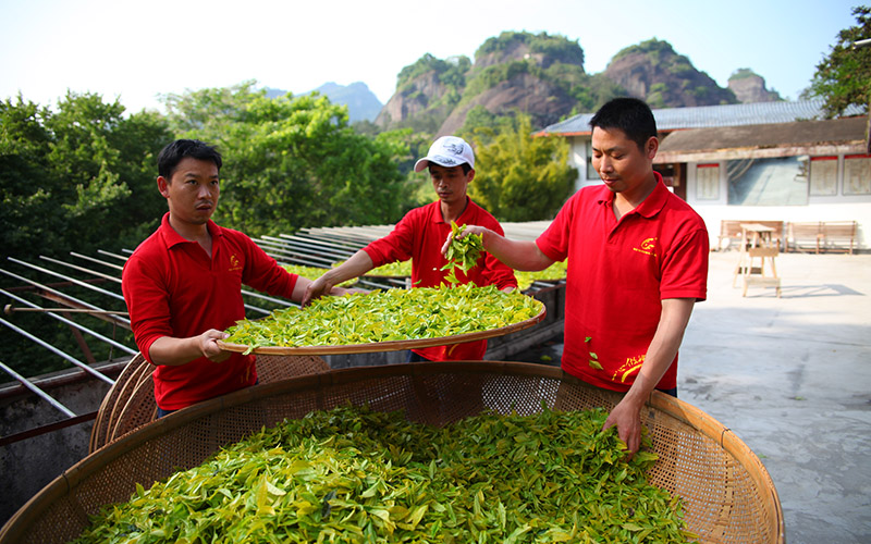 武夷星茶業有限公司