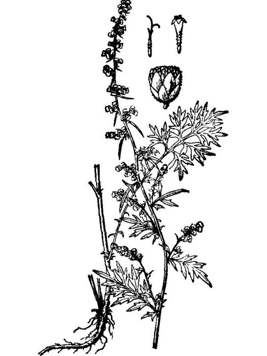 小球花蒿