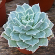 藍絲絨(景天科擬石蓮屬植物)