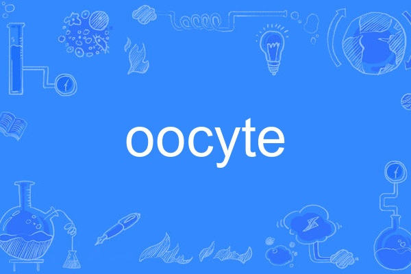 oocyte