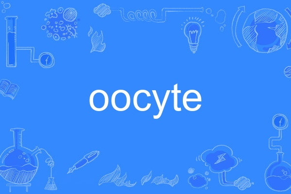 oocyte oocyte
