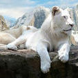 白獅(白色獅子)