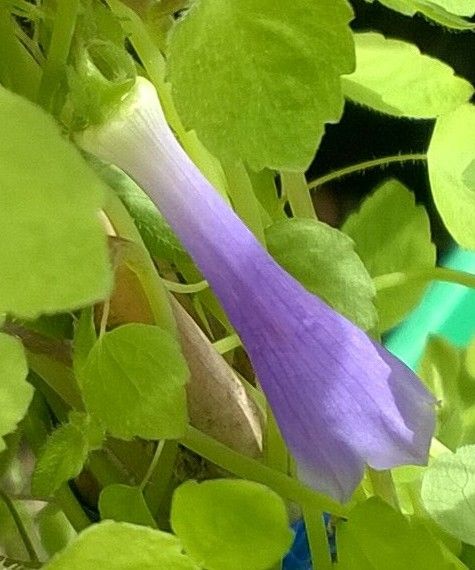 薄鐘花屬