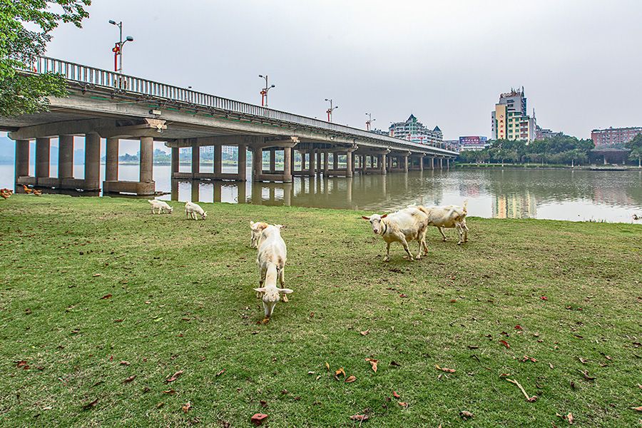 長泰大橋 長泰大橋