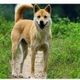 中華田園犬(土狗（犬種）)