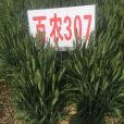 百農307 百農307