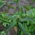 刺芫茜(洋芫茜) 刺芫茜(洋芫茜)