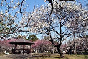 Aoba-no-mori Park