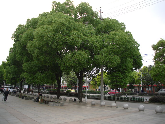 九江市市樹