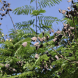 蘇木(豆目蘇木科植物) 蘇木(豆目蘇木科植物)