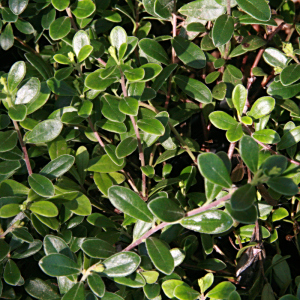 北極熊莓 北極熊莓