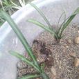 鱗莖鹼茅 鱗莖鹼茅