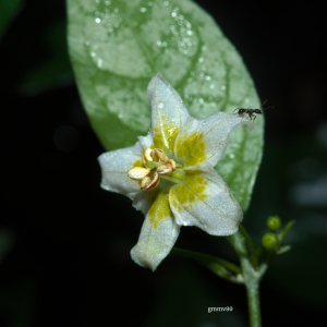 Capsicum flexuosum