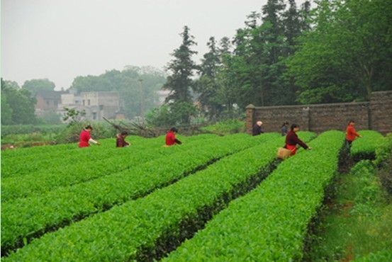 羊鹿茶 羊鹿茶