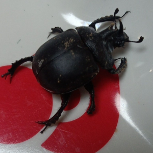 華武糞金龜 華武糞金龜