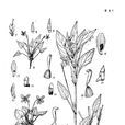 小齒堇菜 小齒堇菜