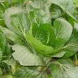 油冬菜 油冬菜