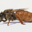 西方蜜蜂