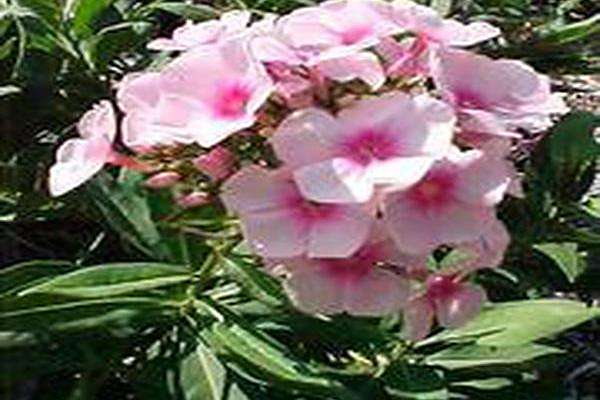 Phlox paniculata \x27Bright Eyes\x27