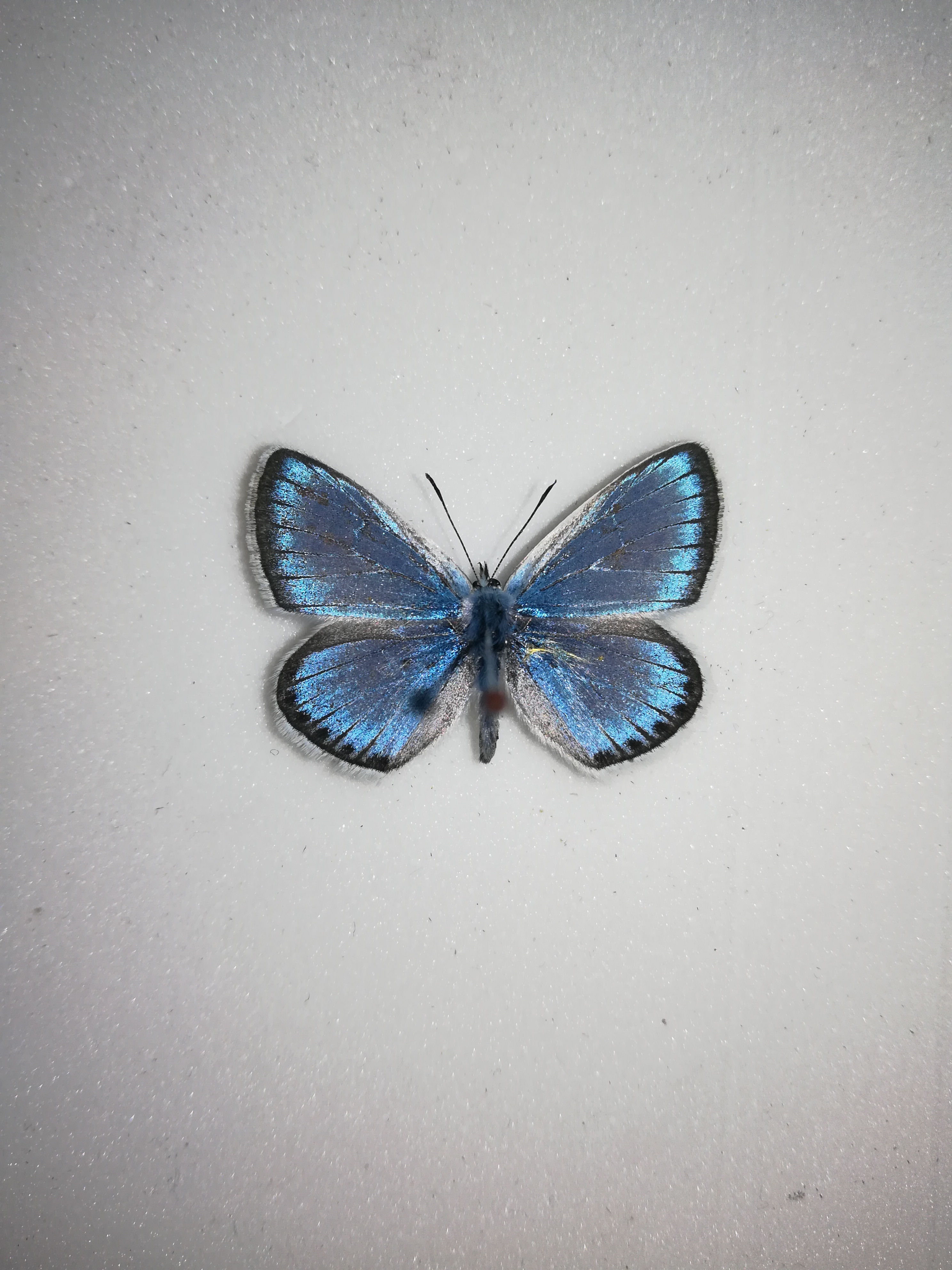 多眼灰蝶，雄性，吉林省