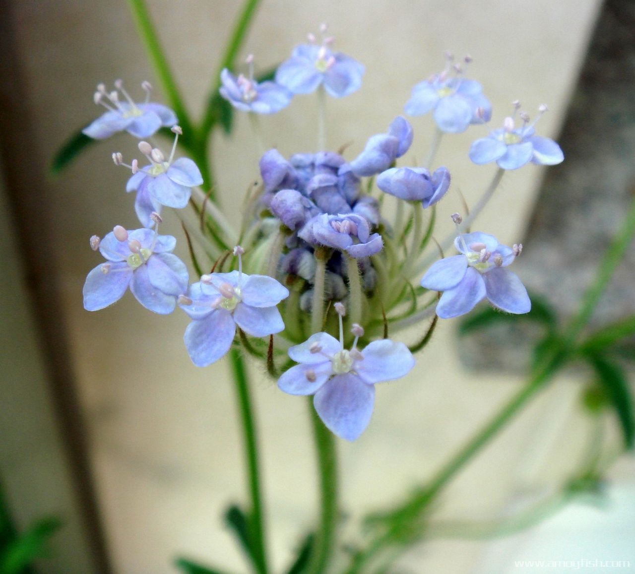 藍飾帶花