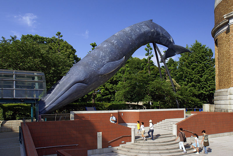 白長鬚鯨模型