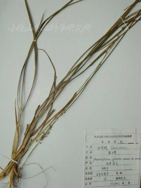 顯子草屬 顯子草屬