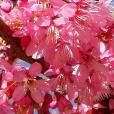 冬櫻花(錫蘭水梅) 冬櫻花(錫蘭水梅)