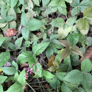 Desmodium axillare