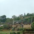 大龍樹村(雲南普洱市景東縣安定鄉下轄村)