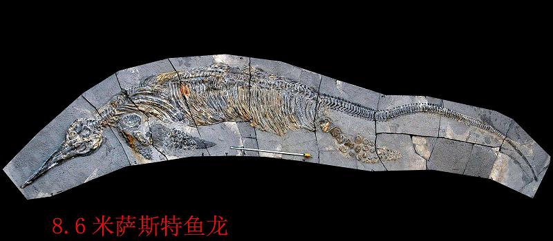 三疊紀生物化石