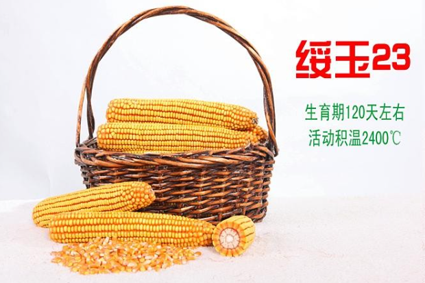 綏玉23 綏玉23
