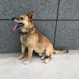 昆馬犬 昆馬犬
