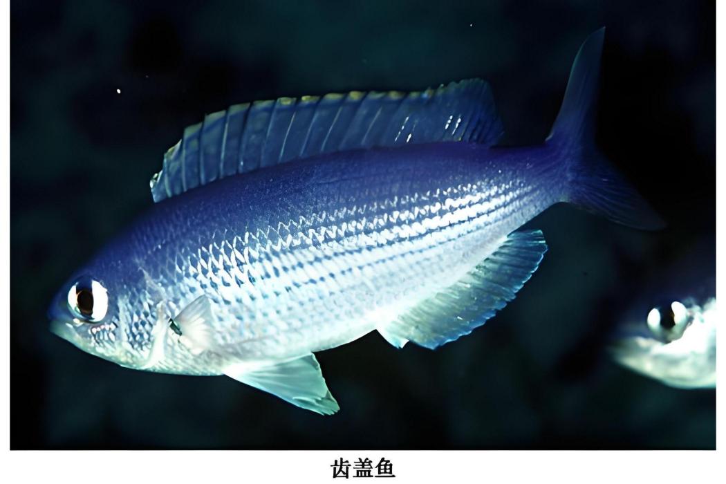 喬氏雀鯛 喬氏雀鯛