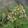 秧青(植物)