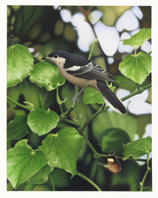 鳴鵑鵙屬 鳴鵑鵙屬