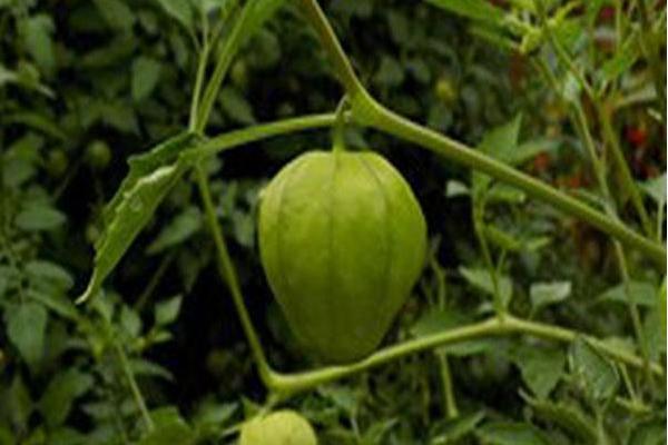 Physalis ixocarpa \x27Grande Rio Verde\x27