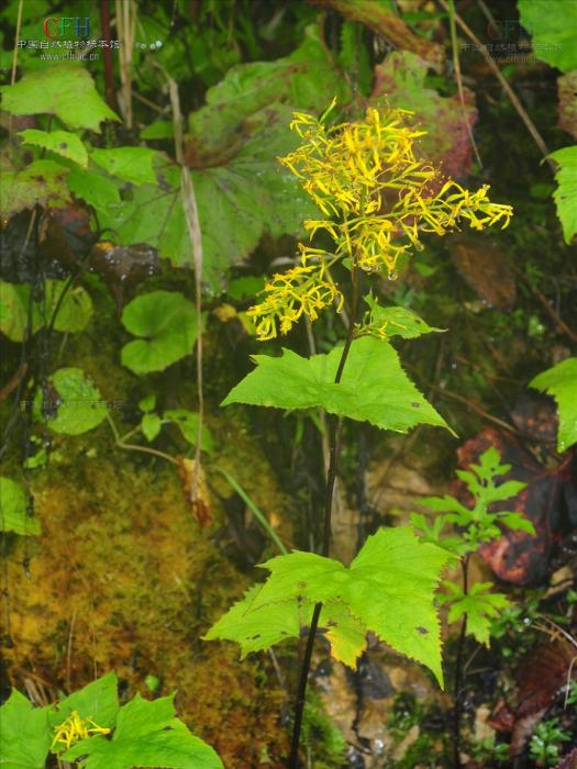 雙花華蟹甲 雙花華蟹甲