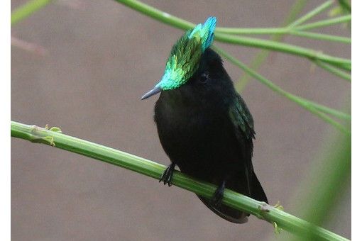 鳳頭蜂鳥 鳳頭蜂鳥