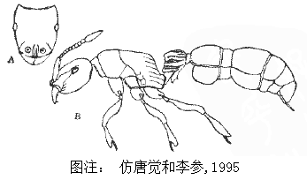 西藏粗角蟻的手繪圖（圖片來源、圖片著作權均為中國蟻網）