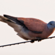 火斑鳩(紅鳩) 火斑鳩(紅鳩)