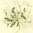 疏花地榆 疏花地榆