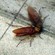 溫室薊馬 溫室薊馬